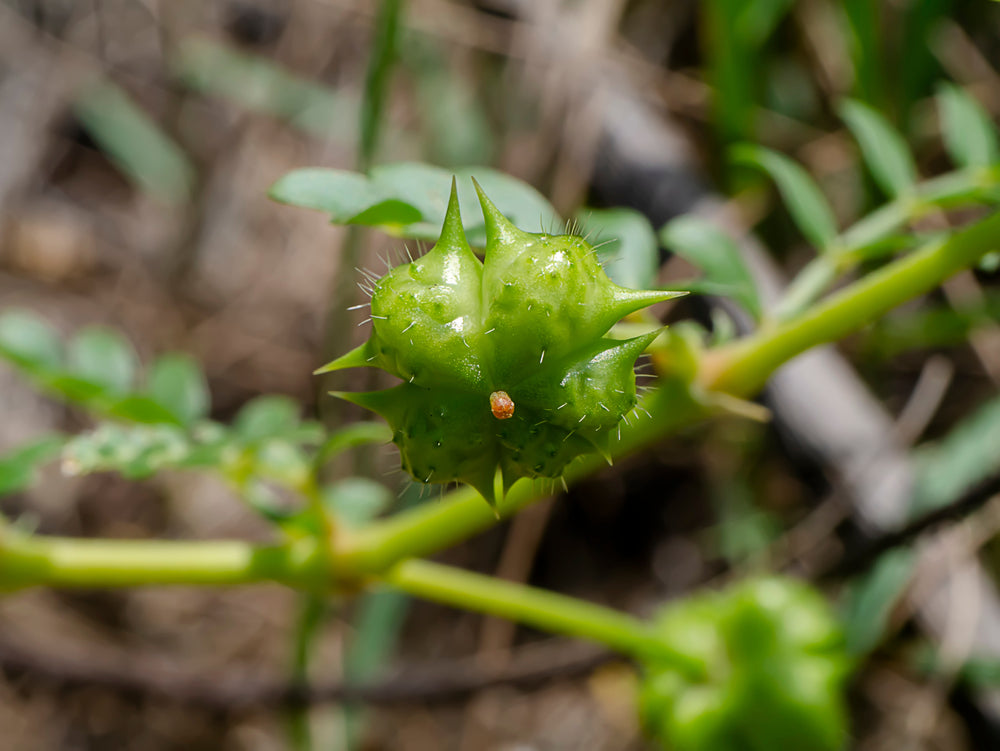 Tribulus Terrestris: The Ancient Herb That May Support Male Vitality