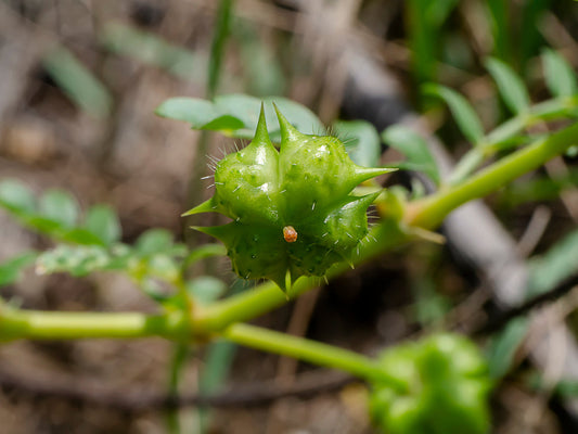 Tribulus Terrestris: The Ancient Herb That May Support Male Vitality