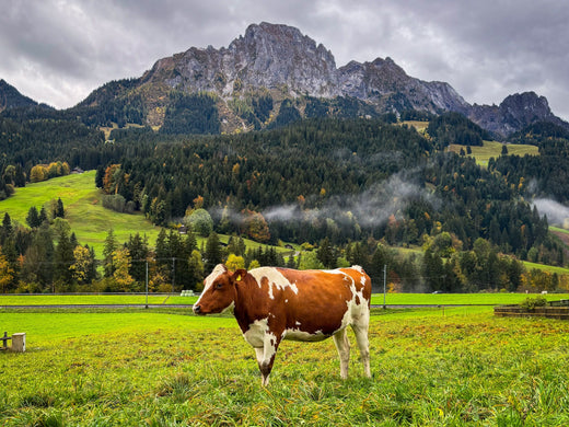 Is Grass Fed Best for Your “Meat?”