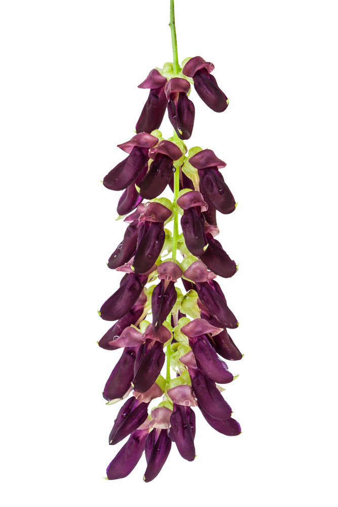 Mucuna Pruriens for Men: The Natural L-DOPA Source That Supports Dopamine, Drive, and Recovery